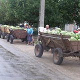skup arbuza na wiosce